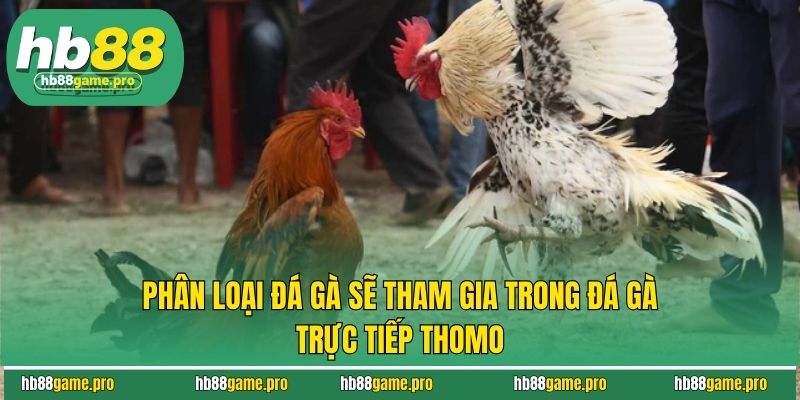 Phân loại đá gà sẽ tham gia trong đá gà trực tiếp Thomo